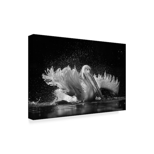 Cs Tjandra 'Pelican Flapping' Canvas Art,16x24